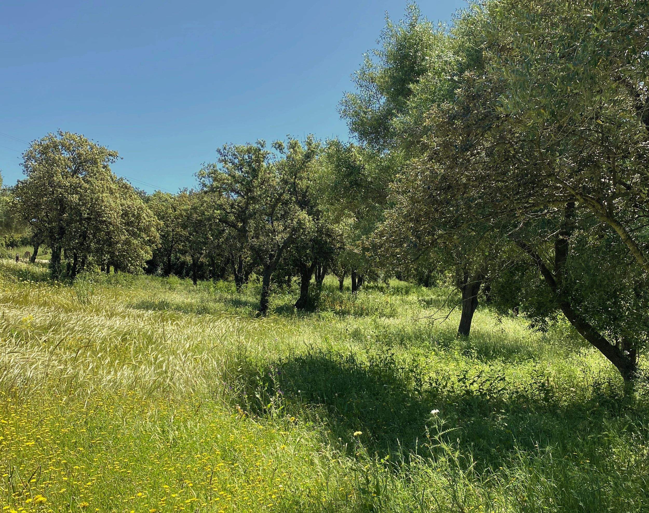 Le domaine de deux hectares de l'Ecrin des bois